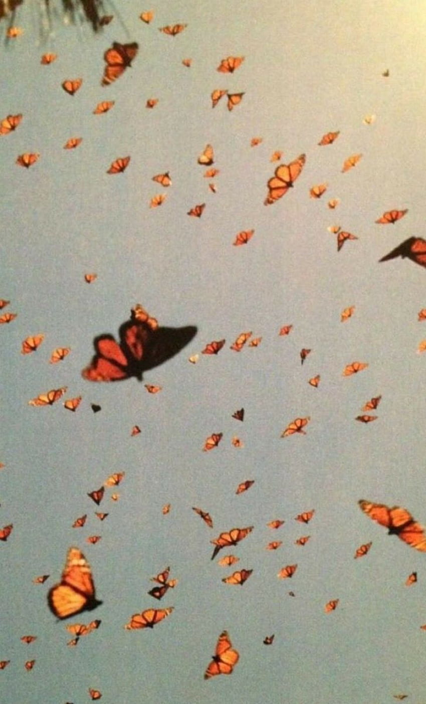 sobre vintage em O R A N G E de, Aesthetic Orange Butterfly Papel de parede de celular HD