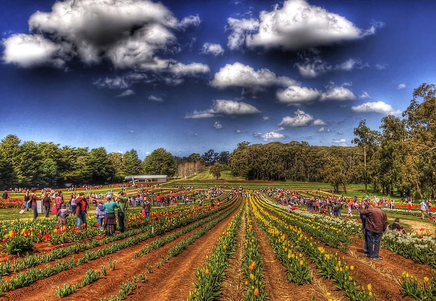 tesselaar_tulip_farm, humans, clouds, garden, farm, sky, nature, tulips HD wallpaper