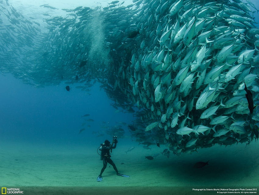 diver and fish, shoal, diver, fish, thousands HD wallpaper