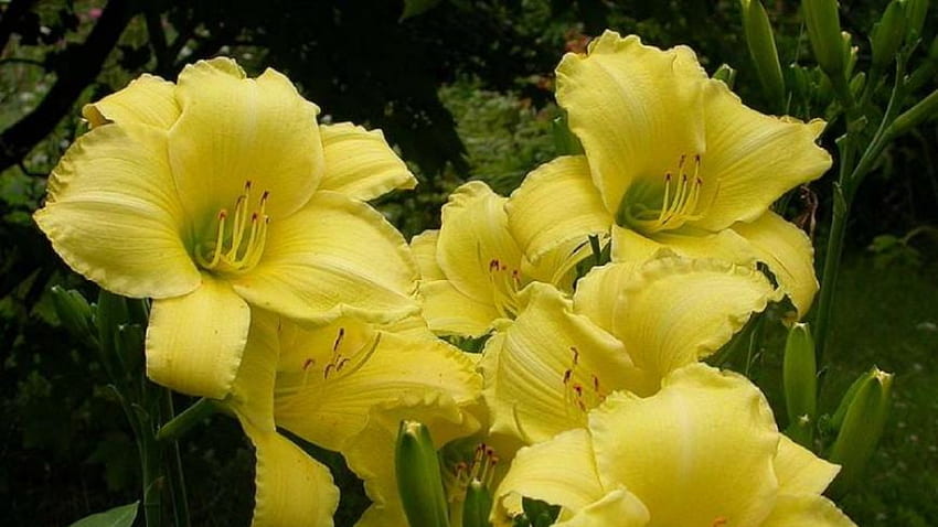 Жълти лилии, цветя, цъфтящи, пъпки, градина HD тапет