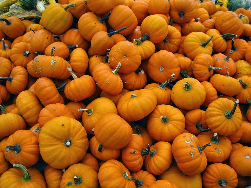 A Joyful Life!: Well, Hello October!, Hello October with Pumpkin HD wallpaper