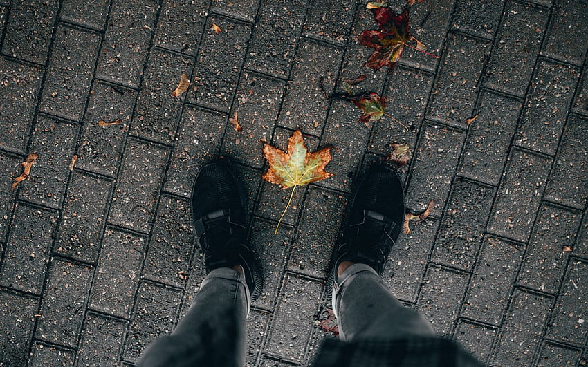legs, paving stones, leaves, dry, autumn 16:10 background HD wallpaper