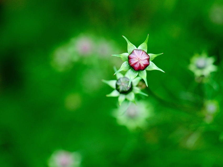 花: 緑のつぼみ 春の朝の庭の花 コスモス コスモ 高画質の壁紙