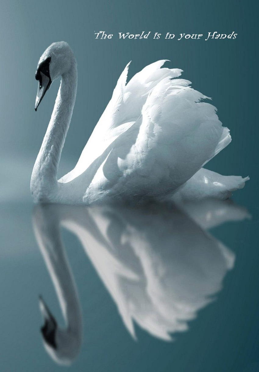Beautiful Swan [] for your , Mobile & Tablet. Explore Swan . Vintage Swan ,  Swan Lake , Swan for Computer HD phone wallpaper | Pxfuel