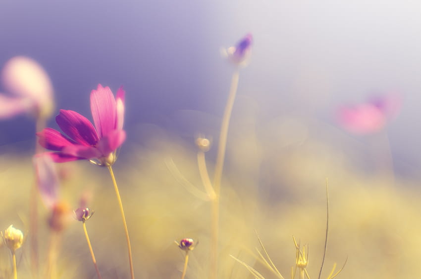 핑크, 꽃, 매크로, 섬광, 밝은, 꽃잎, Kosmeya, 코스모스 HD 월페이퍼
