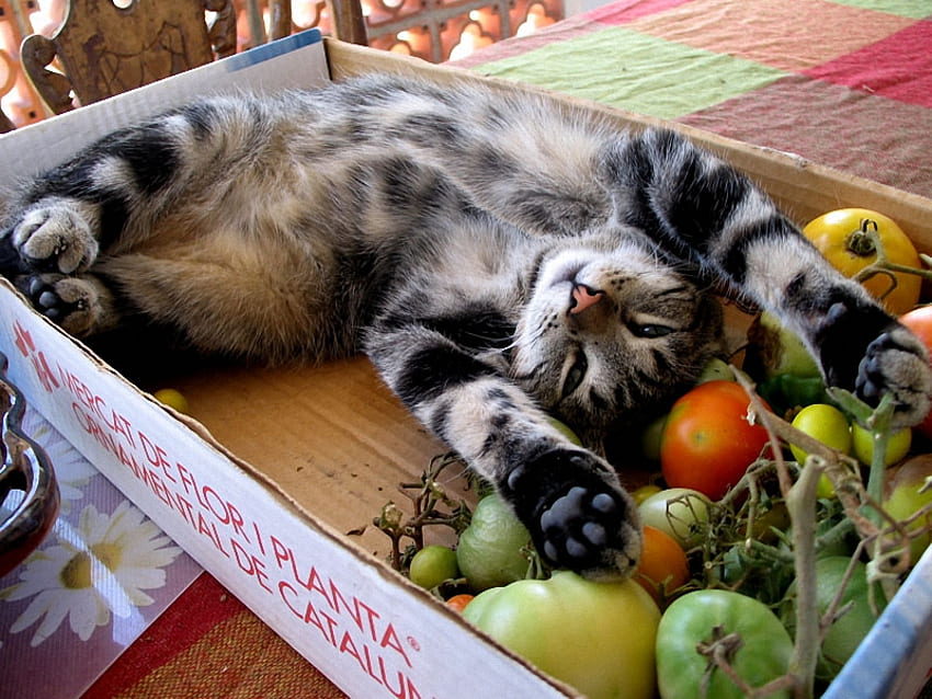 Kocham pomidory, pomidory, kotek, pudełko, miłość Tapeta HD
