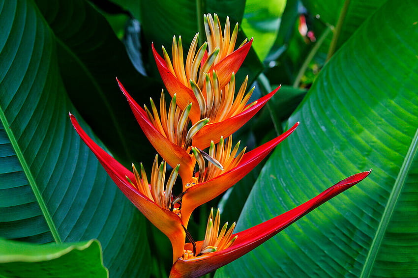Blossom of a Heliconia, La Reunion, – License – 70350006 ❘ look HD wallpaper