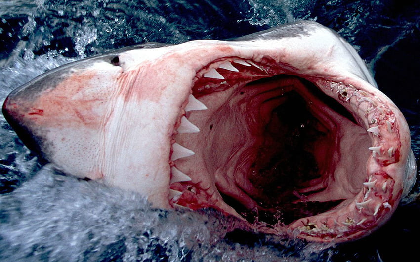 Scary Shark 18115 em Animals cicom [] para seu celular e tablet. Explorar ataque de tubarão. Grande Tubarão Branco, San Jose Sharks, Tubarão papel de parede HD