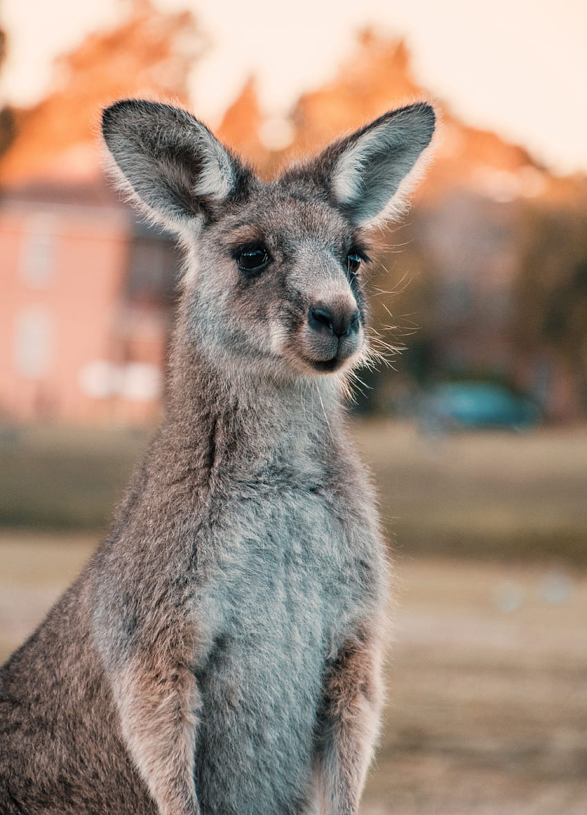 Tiere, Känguru, Sehen, Meinung, Nett, Schatz, Ohren, Australien HD-Handy-Hintergrundbild