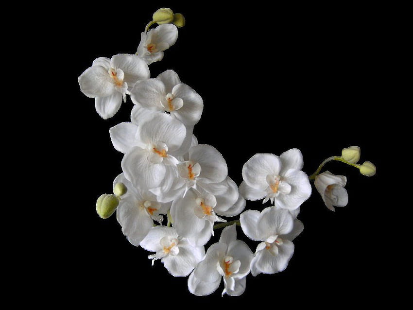 gaeroladid: White Orchids HD wallpaper