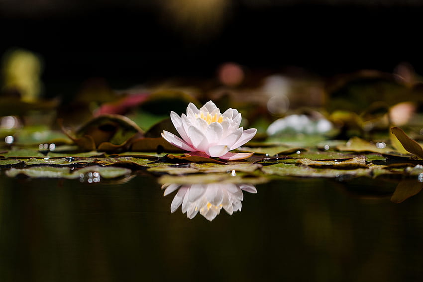 Flowers, Lotus, Reflection, Flower, Plant HD wallpaper