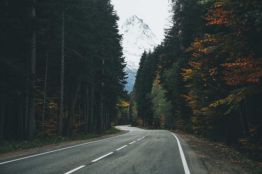 Lonely Road, camino, naturaleza, bosque, camino fondo de pantalla