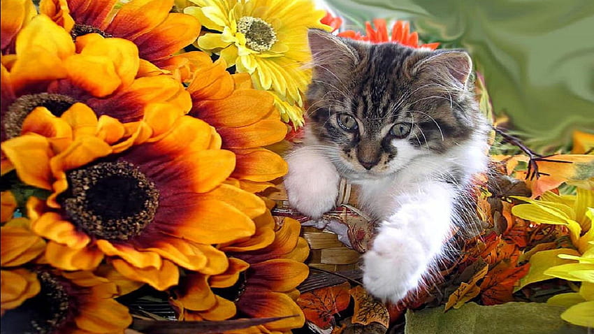Cute Kitten In A Basket Orange And Yellow Flowers HD wallpaper