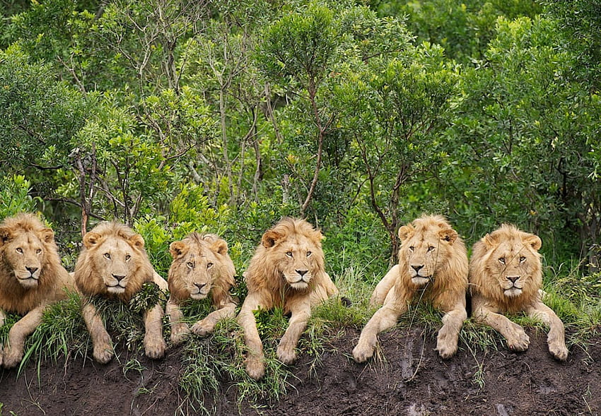 SEIS LIONS LINDOS, animal, felino, fauna, lions, natureza HD wallpaper