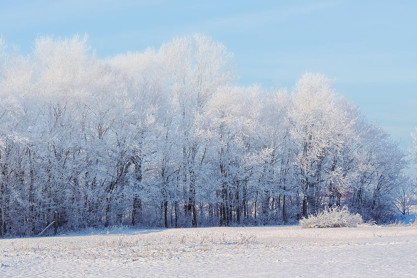 Landschaft, Winter, Natur, Bäume, Schnee, Wald HD-Hintergrundbild
