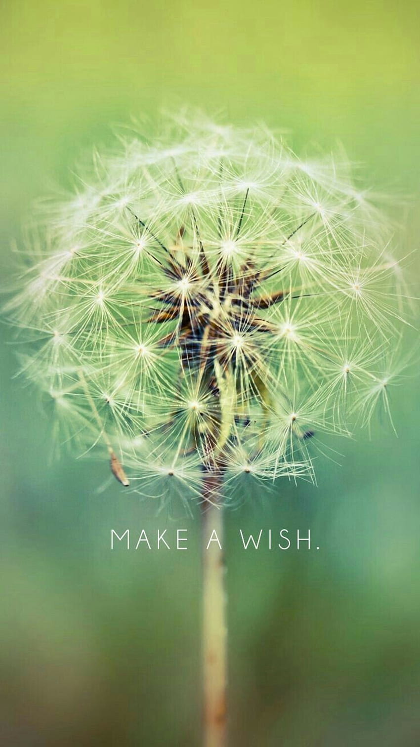 My wishes for u : happiness, long live, prosperity, and a better life. iPhone 6 background, iPhone 6 , Dandelion HD phone wallpaper
