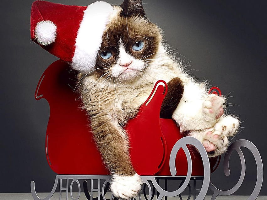 Grumpy cat, tardar sauce, Funny Cat Christmas HD wallpaper | Pxfuel