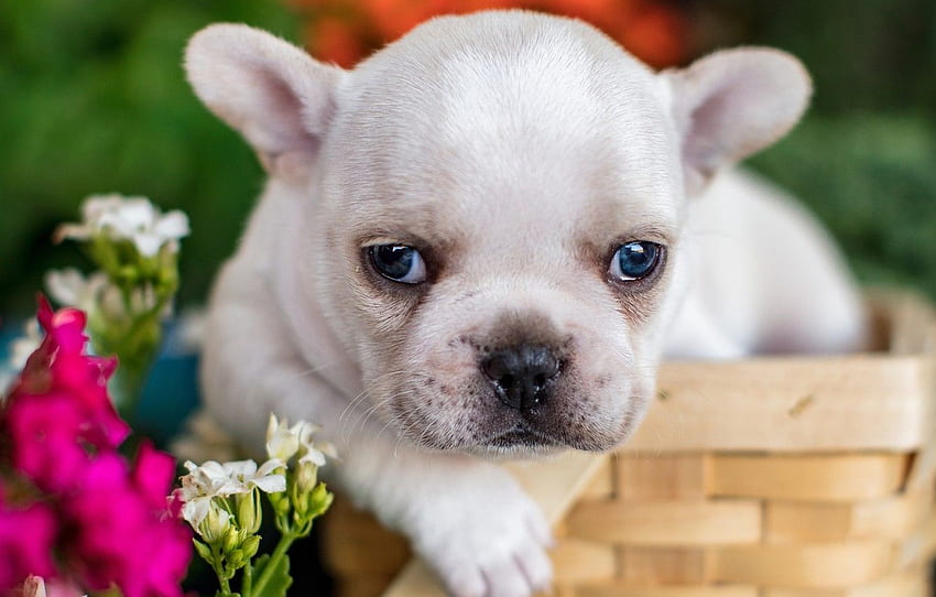 flowers, look, face, puppy, baby, basket, French bulldog HD wallpaper