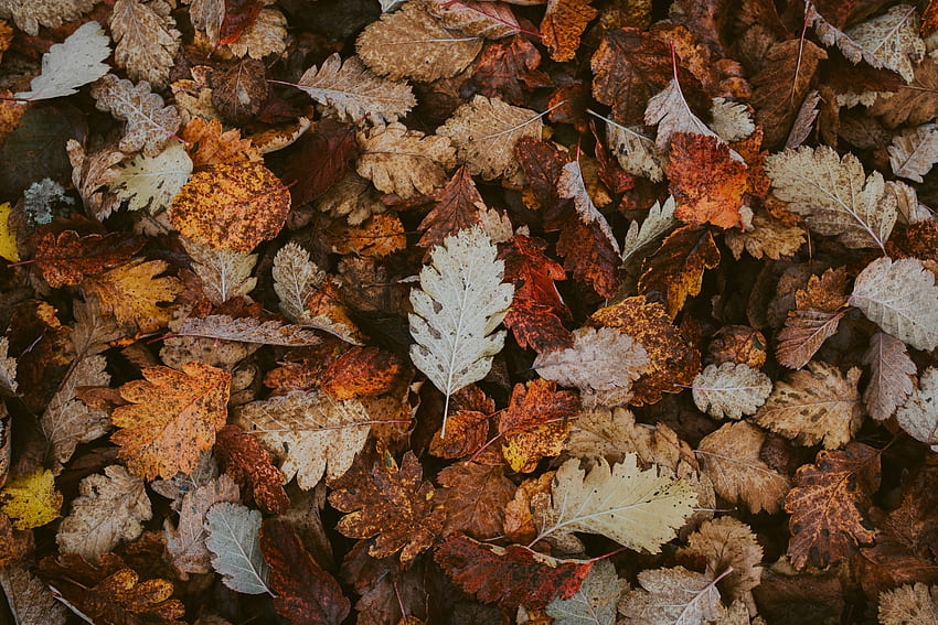 Nature, Autumn, Leaves, Foliage, Dry, Fallen HD wallpaper