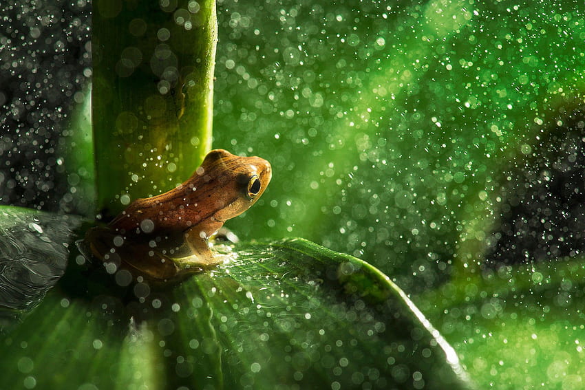 nature, Animals, Frog, Leaves, Macro, Rain, Water Drops, Plants HD wallpaper