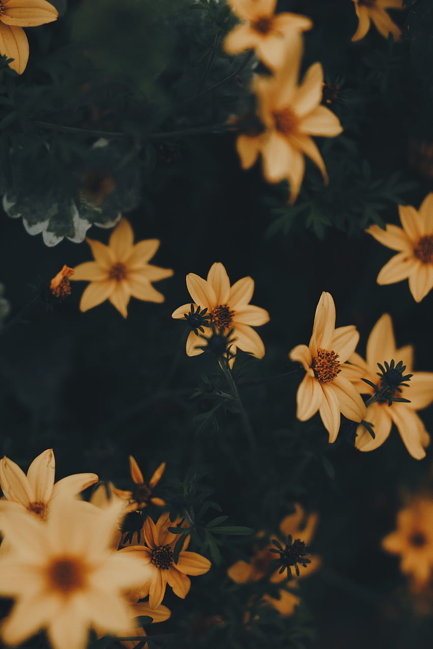 꽃, 잎, 식물, 짙은 녹색 HD 전화 배경 화면
