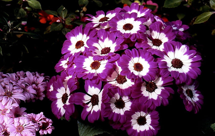 Blumen, Blumenbeet, Blumenbeet, zweifarbig, Cineraria, zweifarbig HD-Hintergrundbild