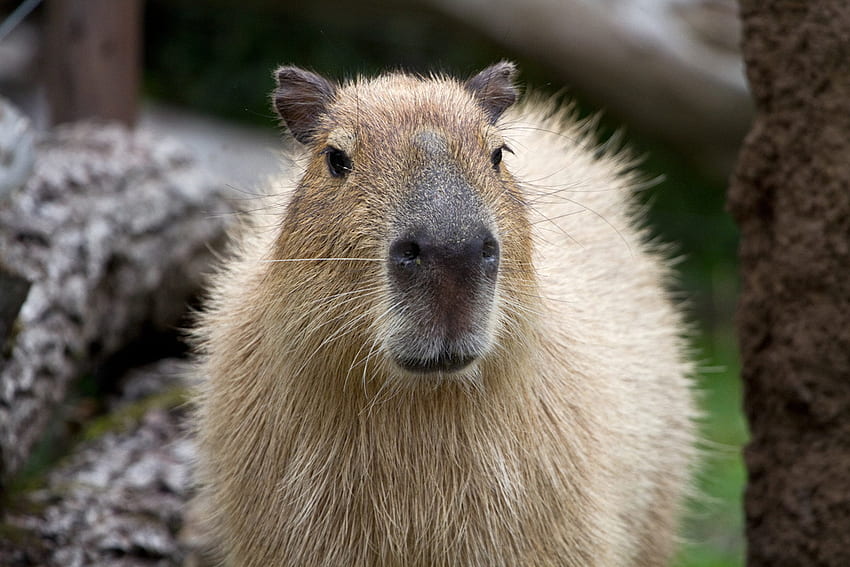 Animaux, Museau, Nez, Capybara Fond d'écran HD