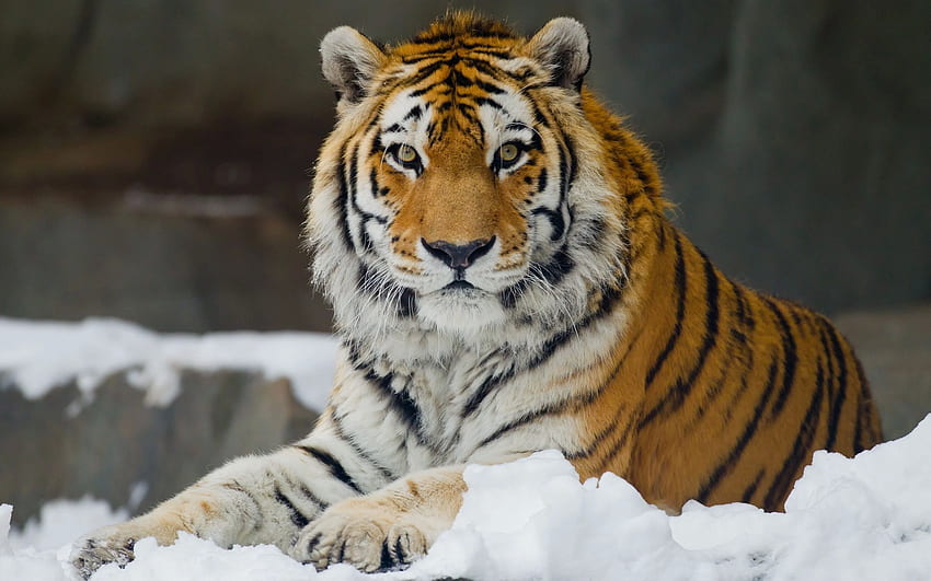 Амурски тигър, сибирски тигър HD тапет