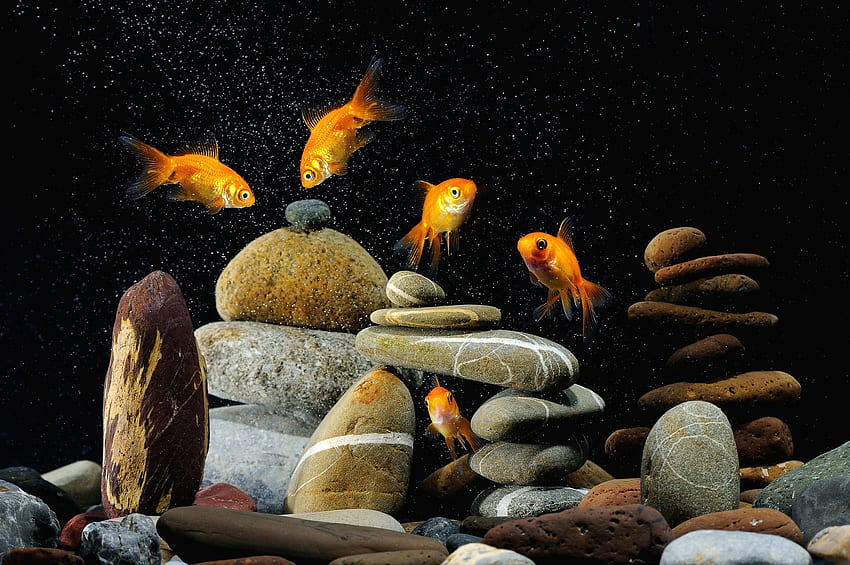 돌, 물고기, 동물, 검은 배경, 수족관 HD 월페이퍼