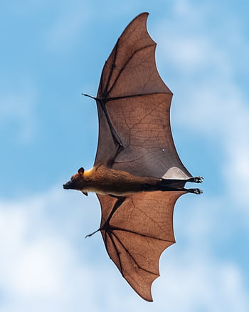 flying bats wallpaper