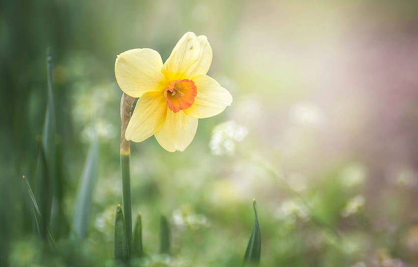 fleur, macro, nature, printemps, Narcisse pour , section цветы Fond d'écran HD