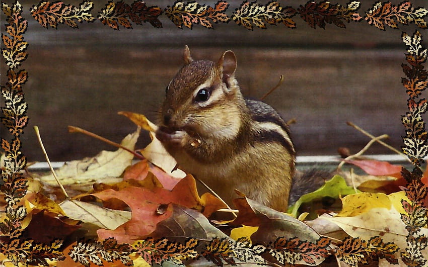 Autumn Chipmunk 2, animal, squirrrel, wide screen, chipmunk, wildlife, graphy, autumn HD wallpaper