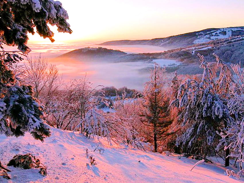 Winter rose, winter, pink glow, hills, snow, trees, sunset HD wallpaper
