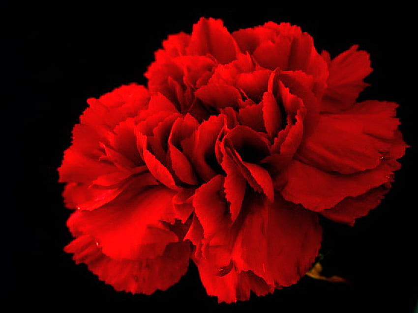 Full bloom, rose, full, black background, flower, red HD wallpaper