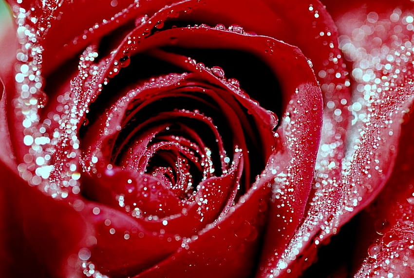 mawar merah, mawar, seni, merah Wallpaper HD