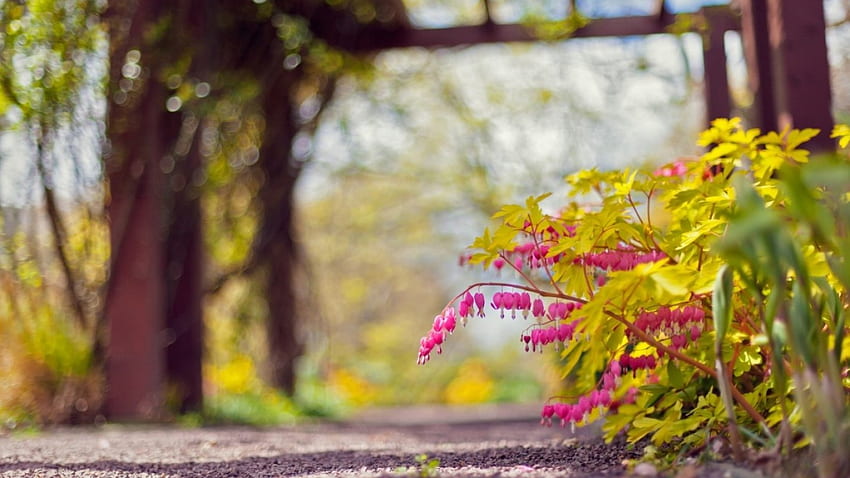 ✿.｡, bush, leaves, flowers, blur HD wallpaper | Pxfuel