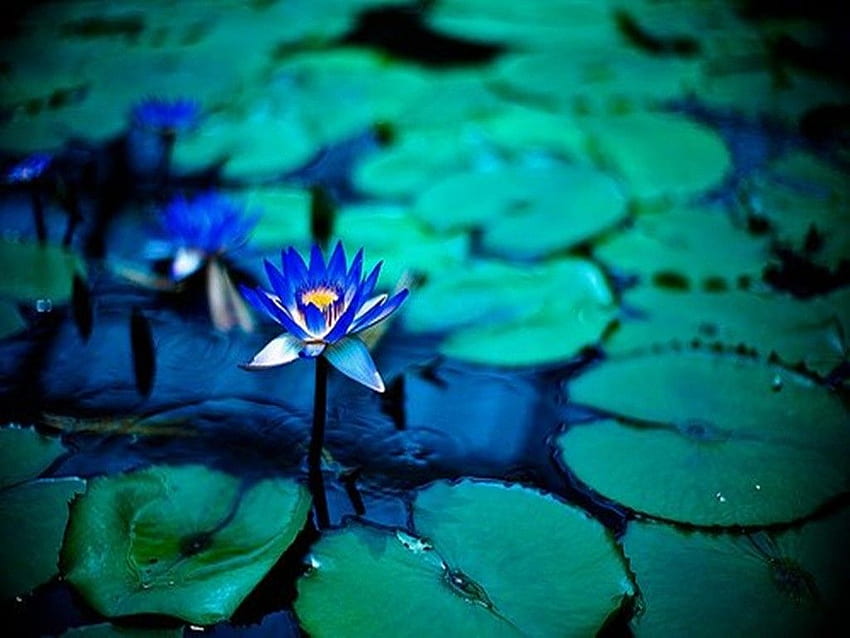 Fleur: Blue Lotus Pond Waterlily Pad Nature Flower Fond d'écran HD