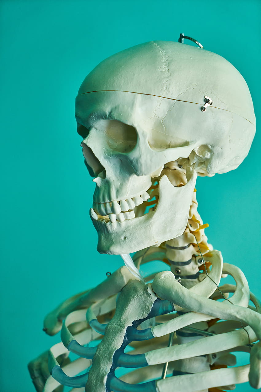 Ludzki układ szkieletowy · Stock , szkielet anatomiczny Tapeta na telefon HD