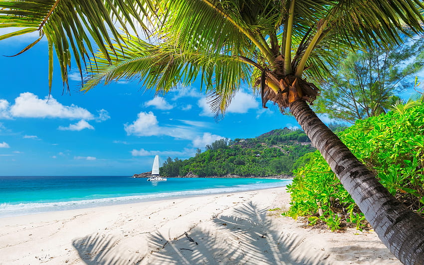 Playa caribeña, isla, playa, barco, vacaciones, arenas, horizontes, océano, palmeras, mar, exótico, paraíso, caribe, hermoso, verano, descanso, cielo, recurso fondo de pantalla