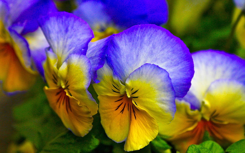 Lovely Pansies, pansies, violet, petals, nature, flowers, macro HD wallpaper