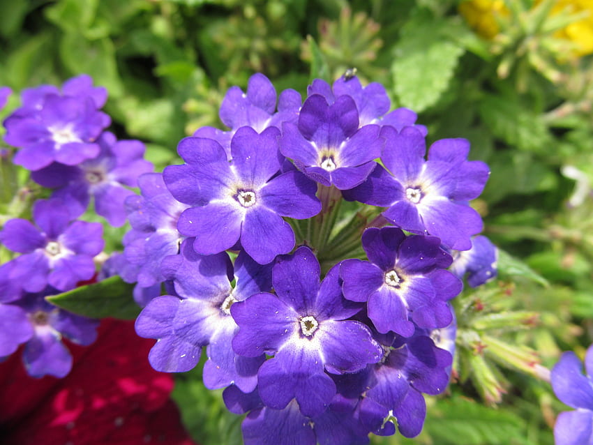 Stelle viola, petali, fiori, piante, flora, viola Sfondo HD