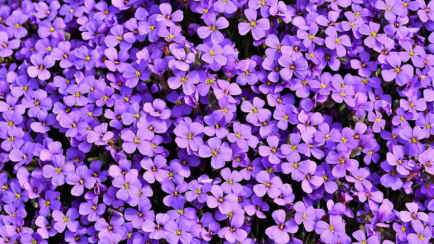 Purple Flowers Background Laptop Full , , Background, and HD wallpaper