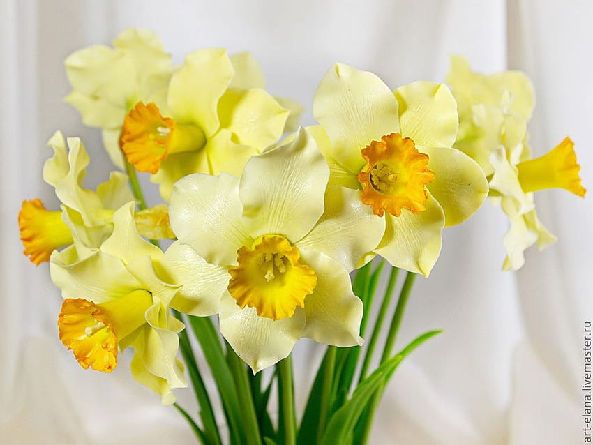 Narcisos, narcissi, amarillo, flores, primavera. fondo de pantalla