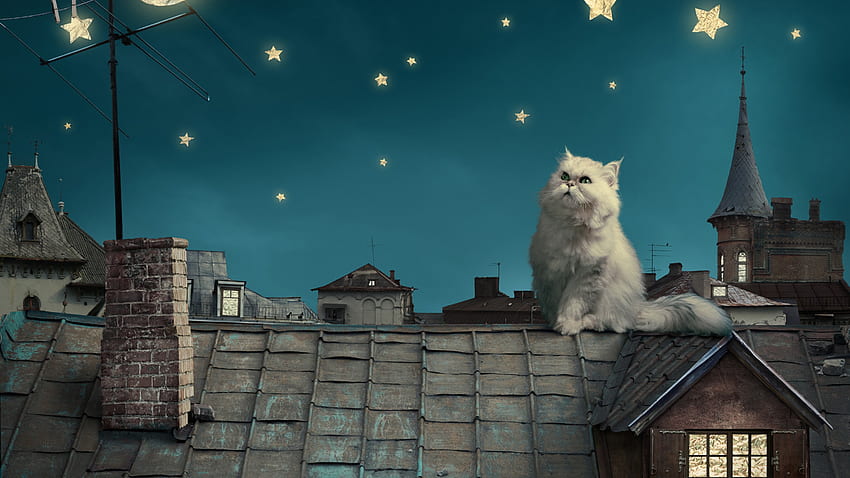 페르시안(집, 별, 밤) 고양이 HD 월페이퍼