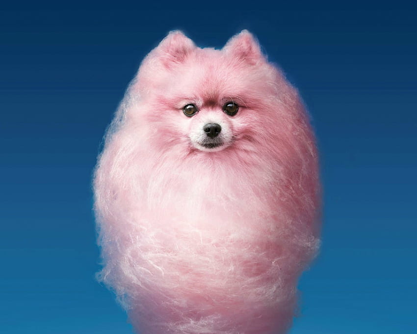 Fluffy puppy, blue, sweet, animal, cute, puppy, pink, cotton candy, funny, sky, caine HD wallpaper