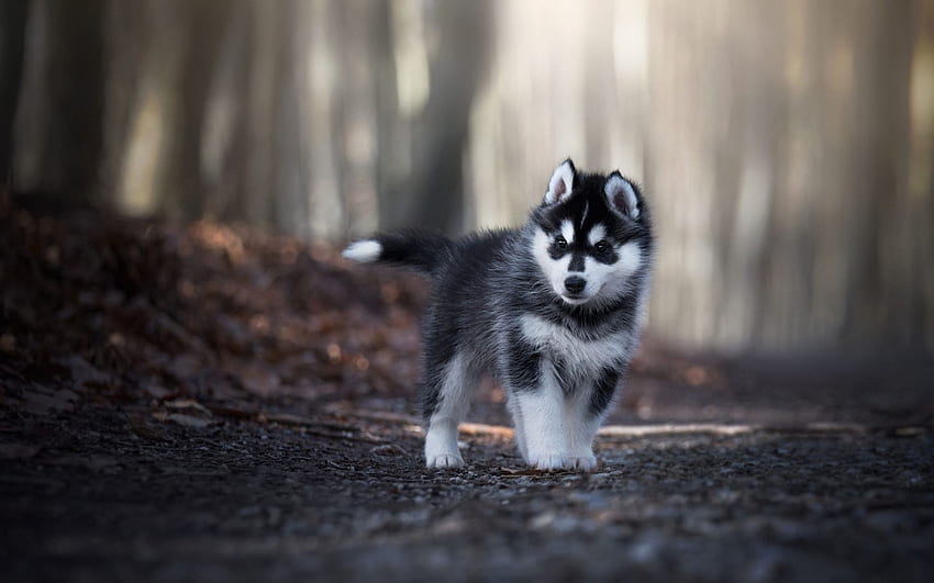 시베리안 허스키 강아지, 귀여운 허스키 강아지 HD 월페이퍼
