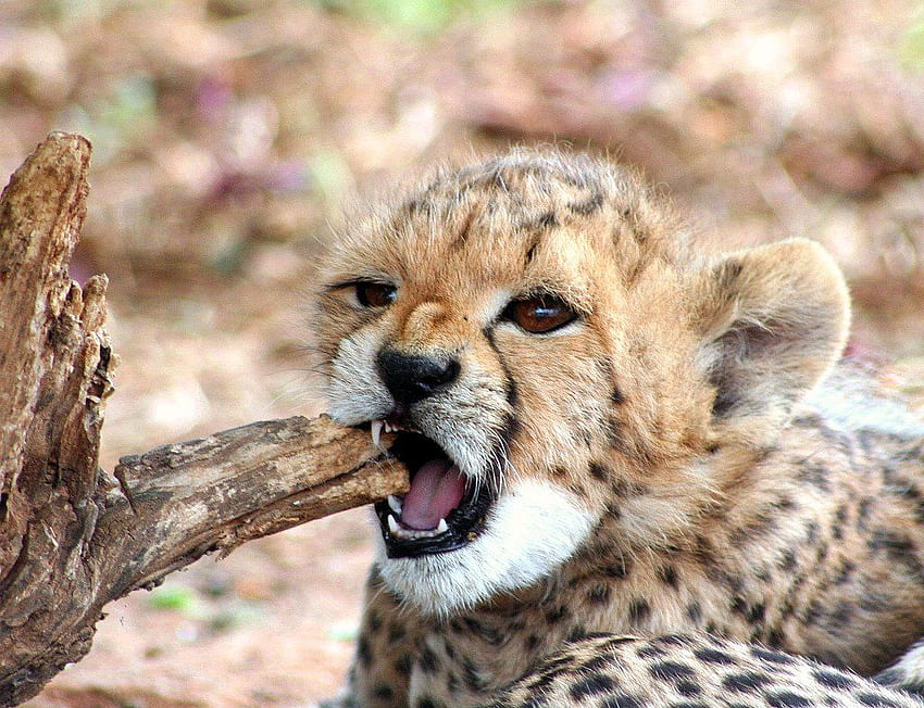 Małe młode gepardy młode gepardy wróć [] Tapeta HD
