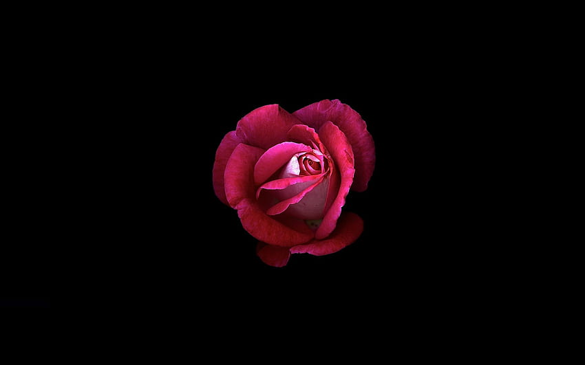 Black and Pink Rose on ..dog, Dark Pink Roses HD wallpaper