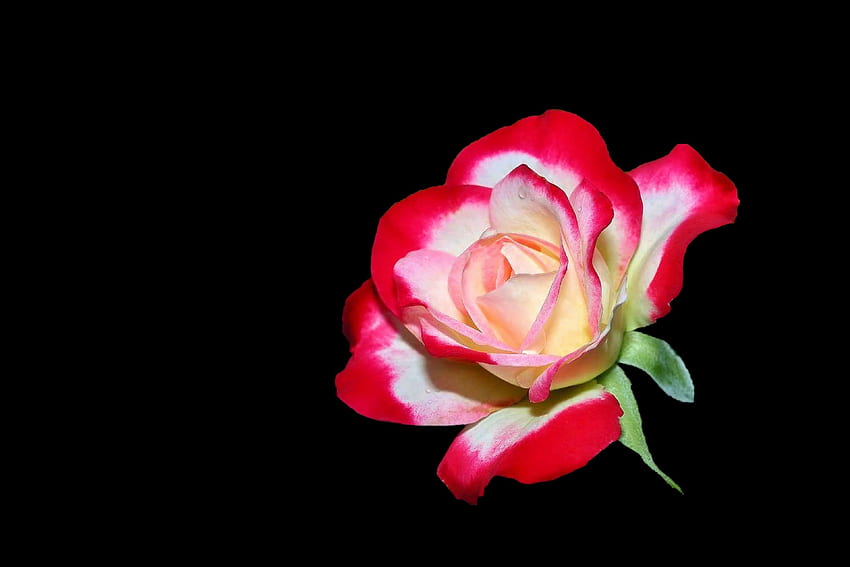 black background, bloom, blossom, flower, red white, rose HD wallpaper