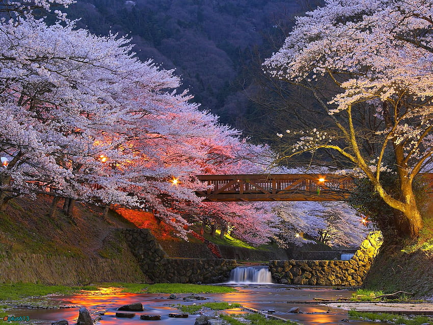 ต้นซากุระในเกียวโต ประเทศญี่ปุ่น : Kyoto Cherry Blossom วอลล์เปเปอร์ HD